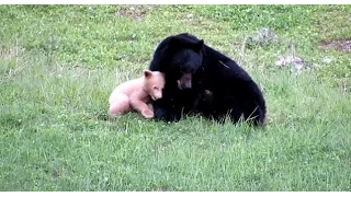 Mama Bear Plays with Cub