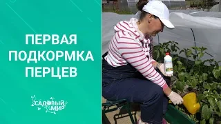 Первая подкормка перцев после высадки в грунт под укрытие в мае.