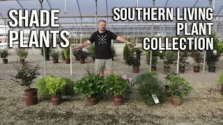 🌲Shade Plants from the Southern Living Plant Collection🏡