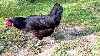 Rooster Meeting Hen || Village Animals |