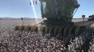 Cotton harvesting in chihuahua mexico