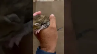 Encontraste un Gatito recién nacido (solo tienes que hacer 3 cosas para salvarle la vida)