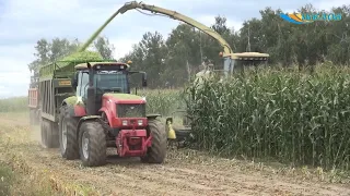 Уборка кукурузы и сев озимой пшеницы на полях ОАО «Александрийское»