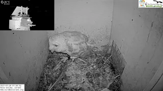 Dad bring a mouse to his baby | Barn Owl Israel Cam 4|תנשמות| 30.7.21