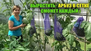 ОЧЕНЬ ИНТЕРЕСНОЕ ВЫРАЩИВАНИЕ АРБУЗОВ В СЕТКЕ!