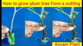 How to grow plum tree from a cutting ! #plant #plum