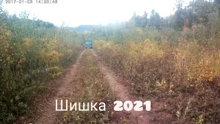 сбор кедровой шишки 2021