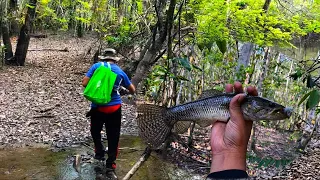 Into the Jungle searching for Wolf fish