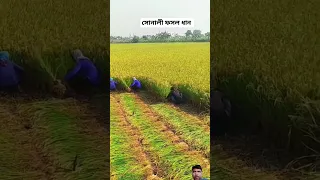 কৃষকরা সম্পদ। #farming #agriculture #farmer