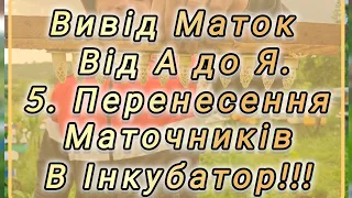 5.Перенесення Маточників в Інкубатор, та розкладка їх по Нуклеусам! ⚠️ Вивід Маток Від А до Я.⚠️