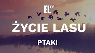 Życie lasu – ptaki [film przyrodniczy]