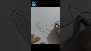 ¿Como dibujar una BALLENA AZUL? | How to draw a BLUE WHALE?
