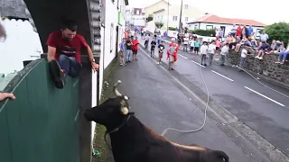 Touros Ganadaria ER - Biscoitos 2022 - Ilha Terceira - Açores - Portugal