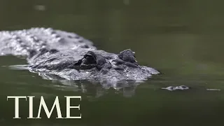 Woman Killed By 8-Foot Alligator While Walking Dog On Hilton Head | TIME