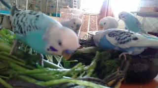 Budgies Eating in The Morning