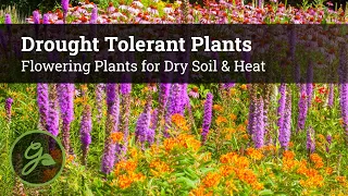 Drought Tolerant Plants - Flowers for Dry Soil & Heat