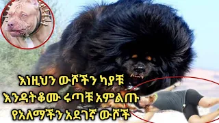 የአለማችን አስፈሪ እና አደገኛ ውሾች||scariest dogs in the world