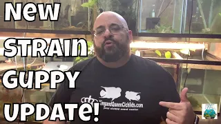 How to Make Your Own Guppy Strain UPDATE!