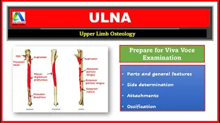 Ulna | Ulna Bone Anatomy | Parts, Side Determination, Muscle Attachments | [Simplified]