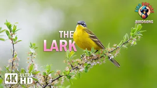 Symphony of the Grasslands: The Calming Power of a Larks Birdsong (4K)