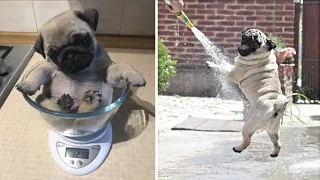 Funny and Cute Pug Puppy Videos That Will Change Your Mood For Good in 2023