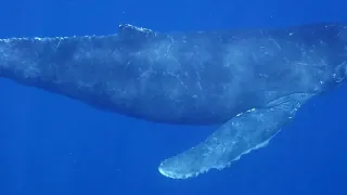 Okinawa Humpback Whales