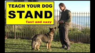 Teach Your Dog to STAND - Dog Training Video - Robert Cabral - the STAND Command