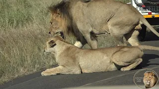 No Privacy At All For Lions Romancing In The Road