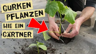 Gurken richtig pflanzen, düngen und anbinden im Mai - Tipps für den Gemüsegarten für Selbstversorger