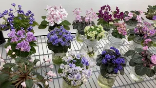 African Violets Blooming in November 2022 - Part 2 - Minis & Semis