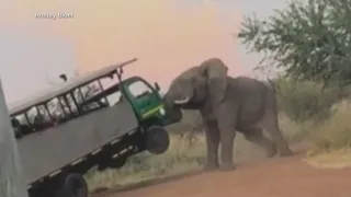 Yikes! The moment an elephant set its sights on a safari tour truck
