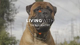 ALL ABOUT LIVING WITH THE BULLMASTIFF
