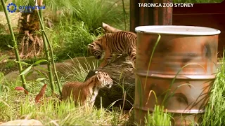 Лучшие видео недели о животных от агентства Рейтер, 07.04.19