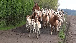 Weideauftrieb der Haflinger  -  Pferde aus Meura in Thüringen