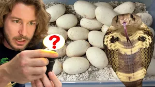 Will these Cobra Eggs Hatch??