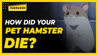 How did your pet hamster die? (Reddit Stories)