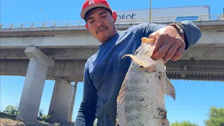 Mojarrotas en río Guasave