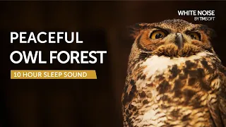 Peaceful Owl Forest Sleep Sound - 10 Hours - Black Screen