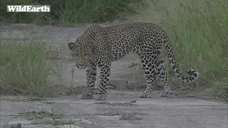 WildEarth - Sunrise Safari - 11 February 2022