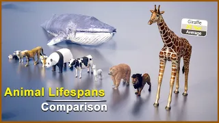 Comparison Lifespan : The Shortest and Longest Lifespans of Animals