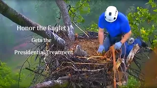 AMAZING Rescue of Baby Eagle- Honor Gets the Presidential Treatment