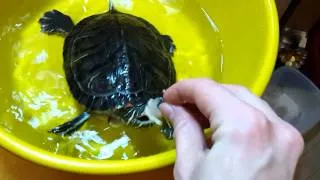 Кормление красноухой черепахи Флоры