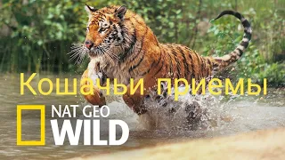 Nat Geo Wild. Кошачьи приемы.