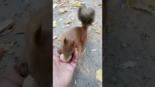 Дал белке орешек / Gave the squirrel a nut