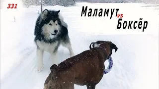 МАЛАМУТ vs БОКСЁР