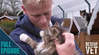 Cutest cat retirement village stops elderly cats from being put down | Rescue Vet with Dr Scott