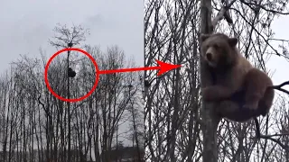 Brave Brown Bear Climbs Up 60ft Tree