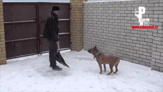 Пёс "помогает" убирать снег))