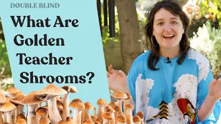 Golden Teacher Mushrooms: What Are They? 🍄 | DoubleBlind