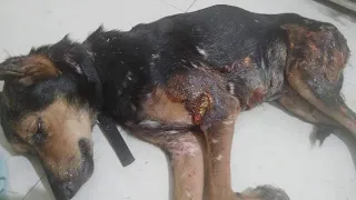 Mother Dog was beaten by Multiple dogs and also beaten by the Human | Rescued